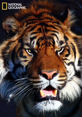 National Geographic. Тигр в бегах