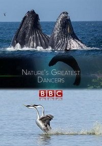 BBC. Танцы дикой природы 1 сезон все серии